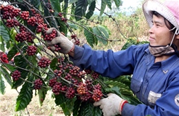 Gia tăng giá trị cho cà phê Việt Nam